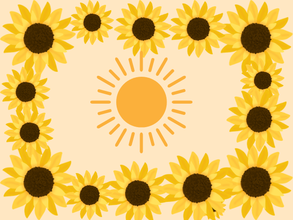 Wednesday 19th Aug - The Sunflower Festival