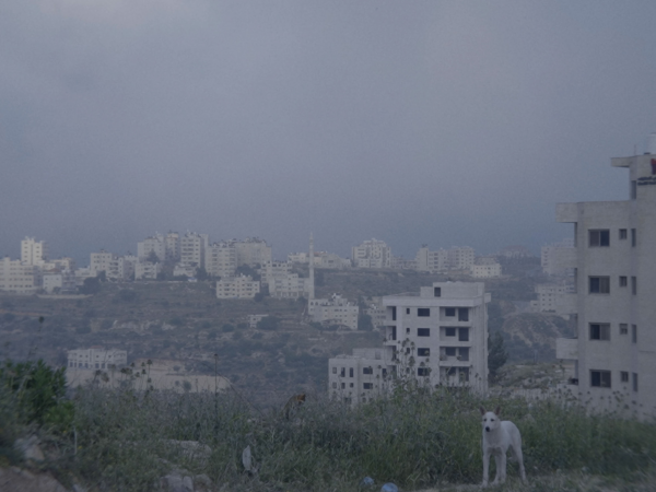 Alchemy Film Festival - A Zoo Must Never Be A Metaphor - 10:00 01/05/26 (Wheelchair space)