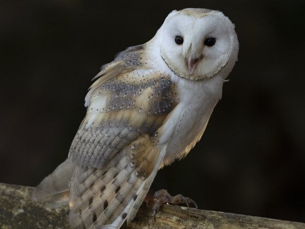 Wing to Wing: Intimate Encounters with Birds of Prey at Willows