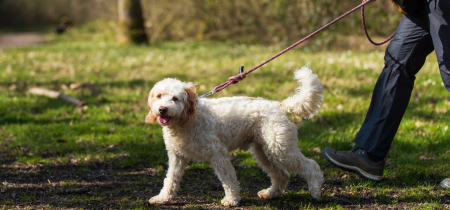 Woof Walk: Howe Park Wood