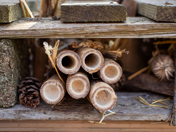 Talk: Rewild Your Residence - making your outdoor spaces wildlife-friendly