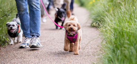 Woof Walk: Shenley Wood