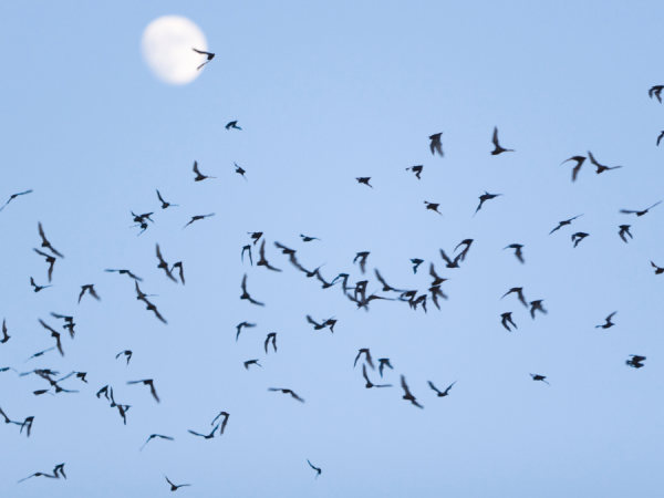 After Hours | Bat Night
