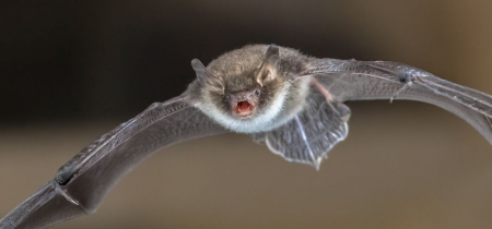 Bat Walk: International Bat Night