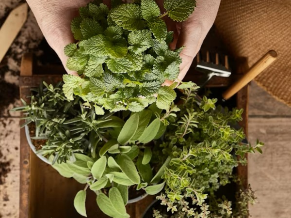 Father’s Day drop in herb planting activity