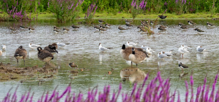 An image of a lake showing Canada Geese, Lapwings and Gulls