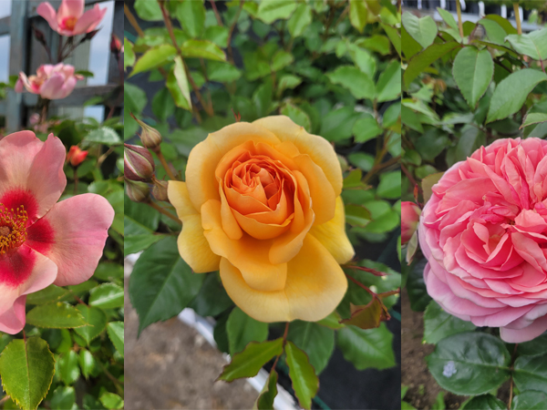 Cornish Rose Company Talk