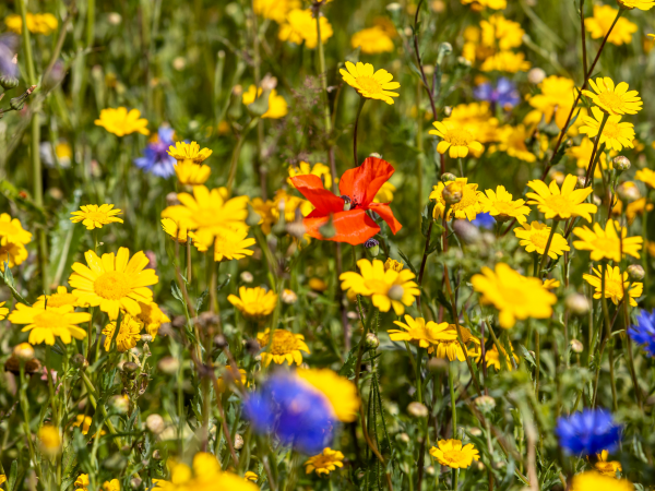 Wildflower Identification Day