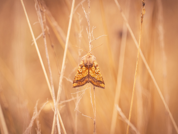 Magical moths and nighttime bugs