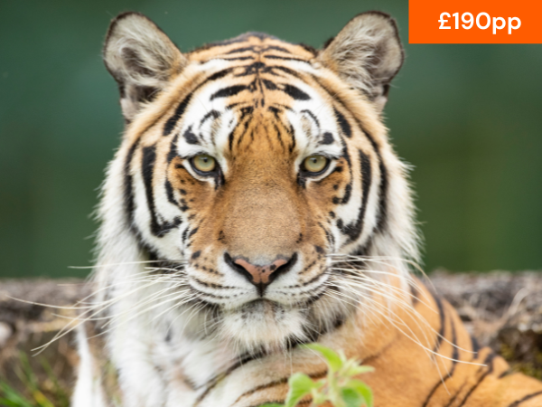 VIP TIGER FEEDING EXPERIENCE