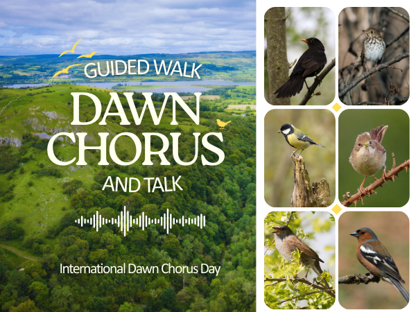 Dawn Chorus Walk