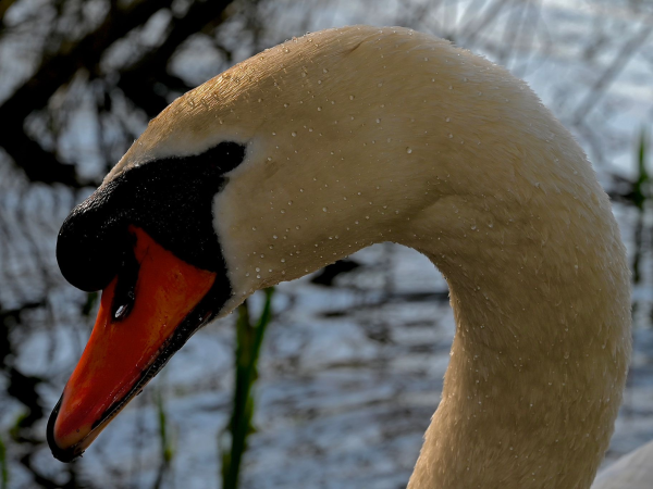 Photography Walk at Chard Reservoir