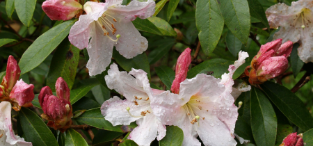 Buy RHS Scented Rhododendrons Lecture Friday 3rd May 2024 Tickets ...