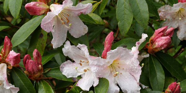 Buy RHS Scented Rhododendrons Lecture Friday 3rd May 2024 Tickets ...
