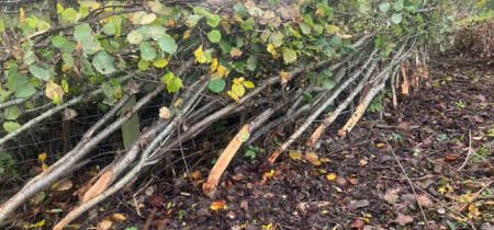 Hedge Laying