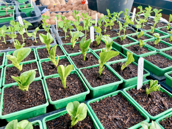 Master the Art of Plant Propagation: A Hands-On Workshop