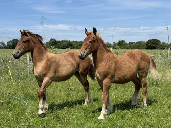 Summer Holiday Snuggle our Suffolk Punches