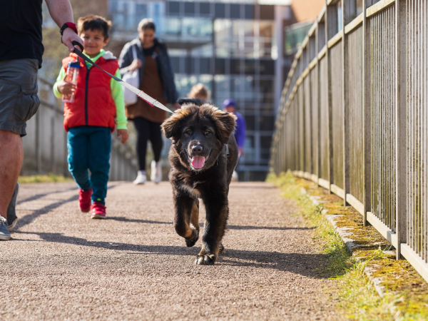 Woof Walk: Shenley Wood 2026