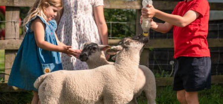 Photo of some children bottle feeding lambs