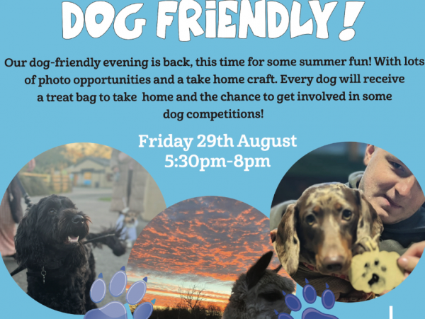 Dog Friendly Summer Night
