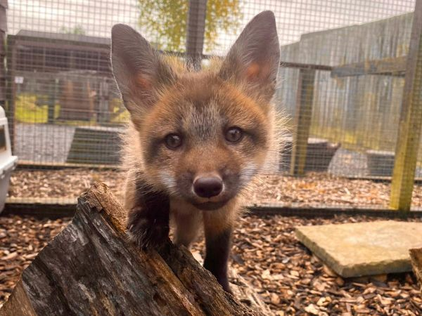 Fox Experience
