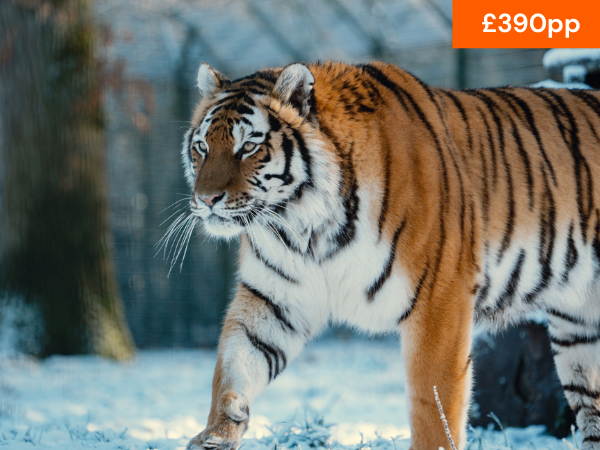 VIP WINTER BIG CAT FEED EXPERIENCE