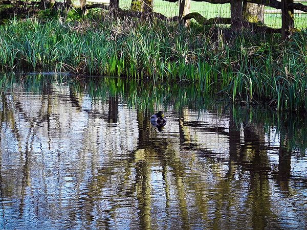 Composting & Reed Bed Experience 2026