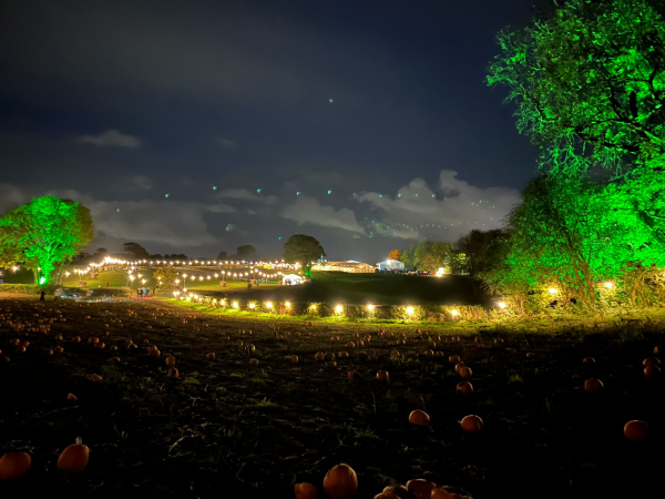 Twilight Pumpkin Picking
