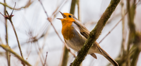 Dawn Chorus