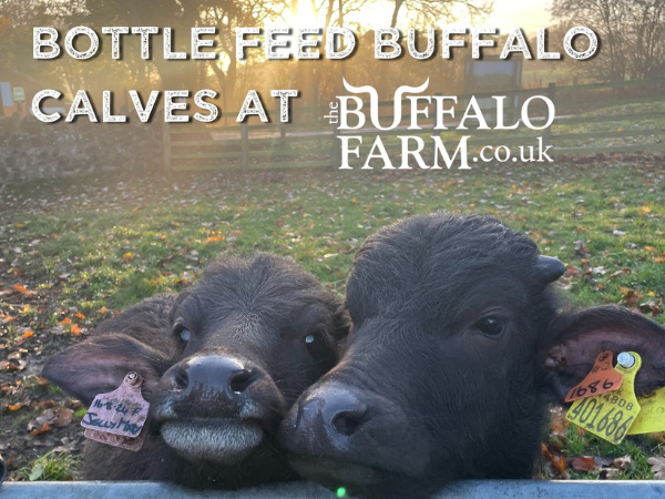 Buffalo Calf Bottle Feeding
