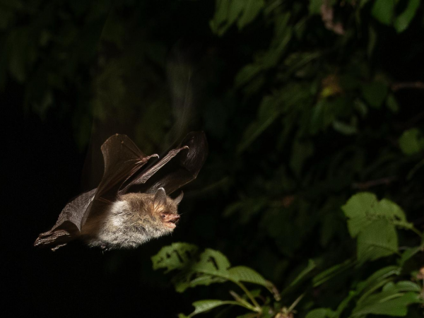 Bat Walk and Talk with North Bucks Bat Group
