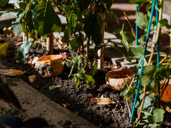 A close up of outdoor plants in a bed with handmade clay pots placed in between.