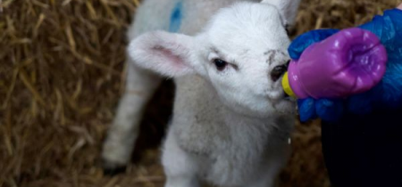 Bottle Feeding Lamb Encounter