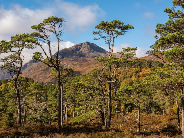 Wild Pine Event - Film Only