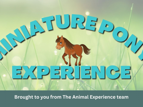 Miniature Pony Experience