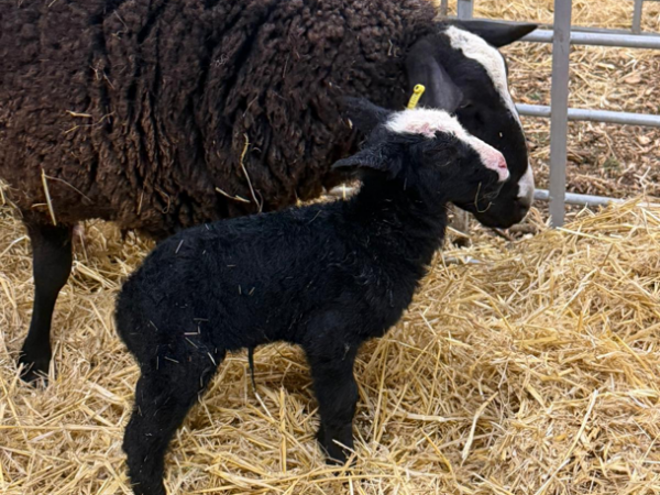 Guided Meet the Lambs: Barnside Encounter with Farmer Talk