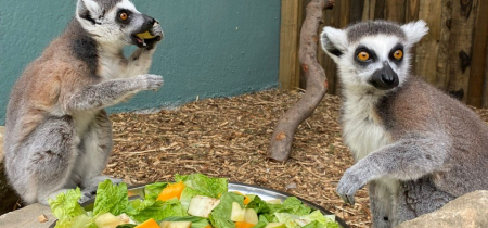 Lemur Experience