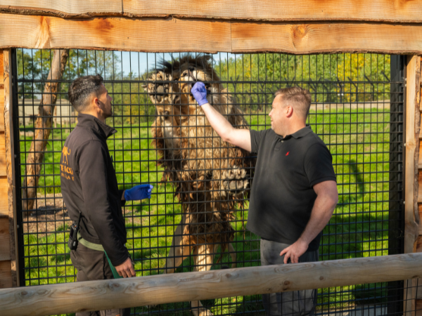 Big Cat Fest - Saturday 1st August