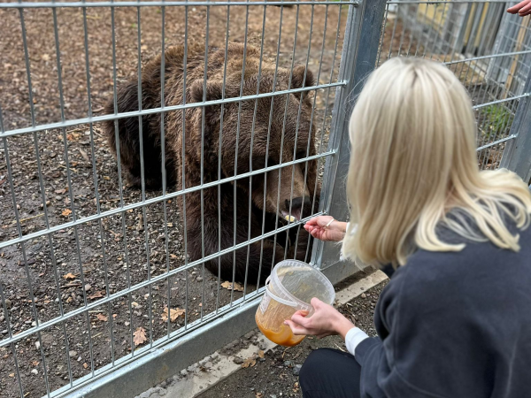 Meet Diego the Brown Bear - Animal Experience