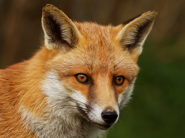 Photography Taster Session, Foxes, Wildcats & More