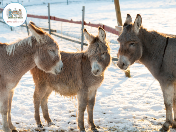 Donkeys in the Courtyard