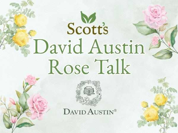 David Austin Rose Talk