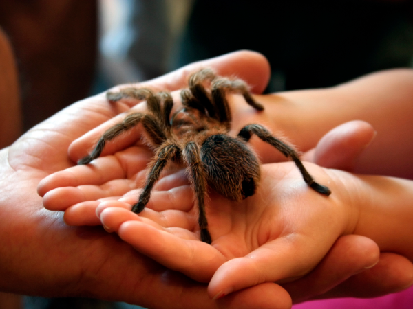 CREEPY CRITTERS