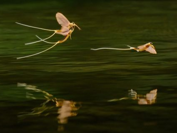 The Secret Water "Fairies" of Godinton
