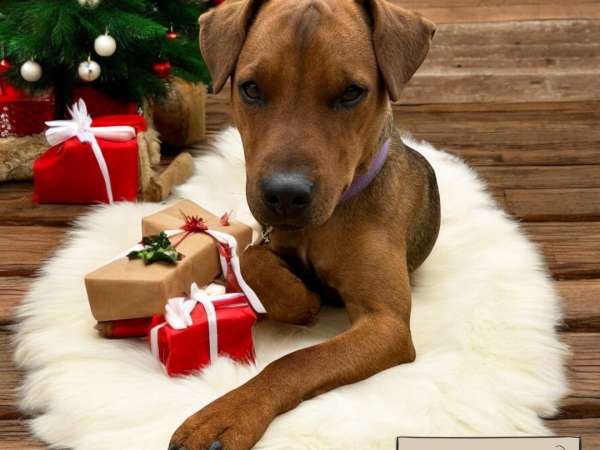 Santa Paw's Grotto