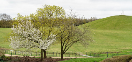 Landscape image of blossoming trees against green rolling hills