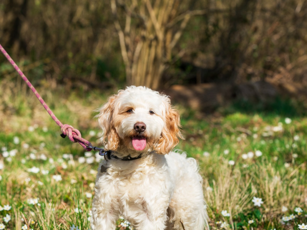 Woof Walk: Waterhall Park 2026