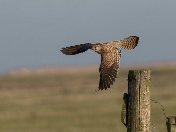 Bird Of Prey Workshop, Hawk Conservancy Trust