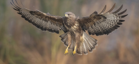 Raptors Identification Training Workshop