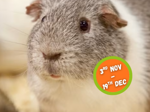 2025 - Winter Weekdays & Wonderful Weekends (Nov 3rd - Dec 19th)
